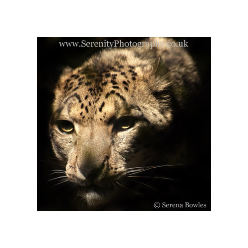 Beautiful Snow Leopard. Taken at Howletts Wildlife Park, Kent